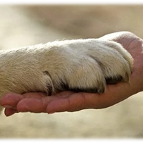 Tiergestützte Arbeit Hospiz Senioren Hamburg Bergedorf Tiergestützte Arbeit TGI Helfende Pfoten Hunde Hospiz Senioren Sterbende Schöne Momente Freude