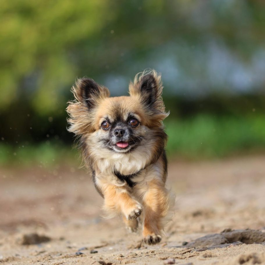Kleine Hunde Hundegruppe Kleine Rassen Bergedorf Allermöhe Hundeschule Hundetraining Einzel- und Gruppentraining Hundeführerschein Bergedorf Allermöhe Hamburg Angebot