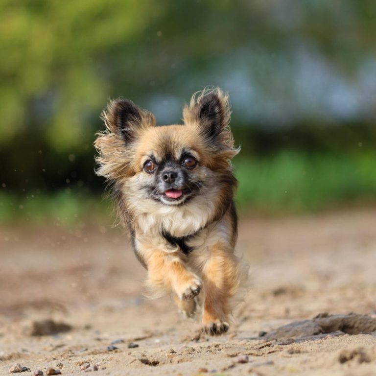Langhaar Chihuahua Hundeschule Hundetraining Einzel- und Gruppentraining Bergedorf Allermöhe Hamburg