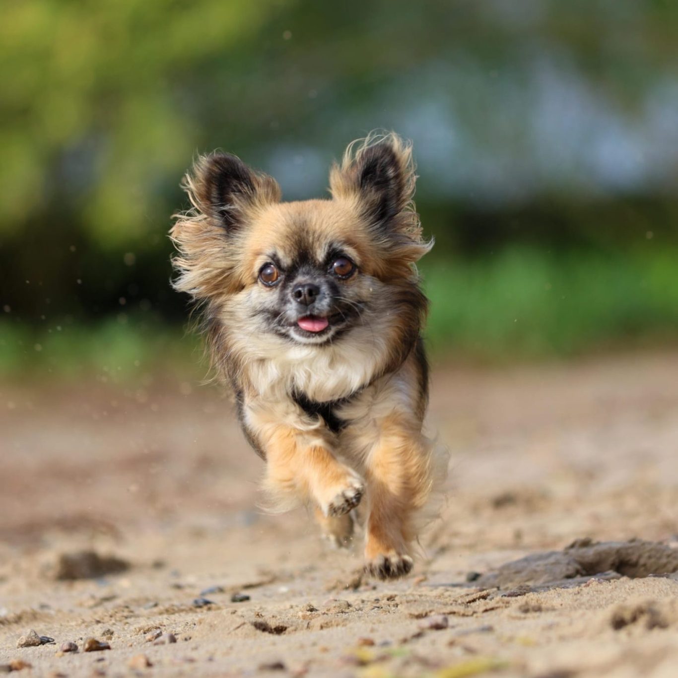 Hundetraining Einzeltraining Gruppentraining Begleitung Unterstützung Bergedorf Allermöhe Hamburg Preise und Termine Übersicht 