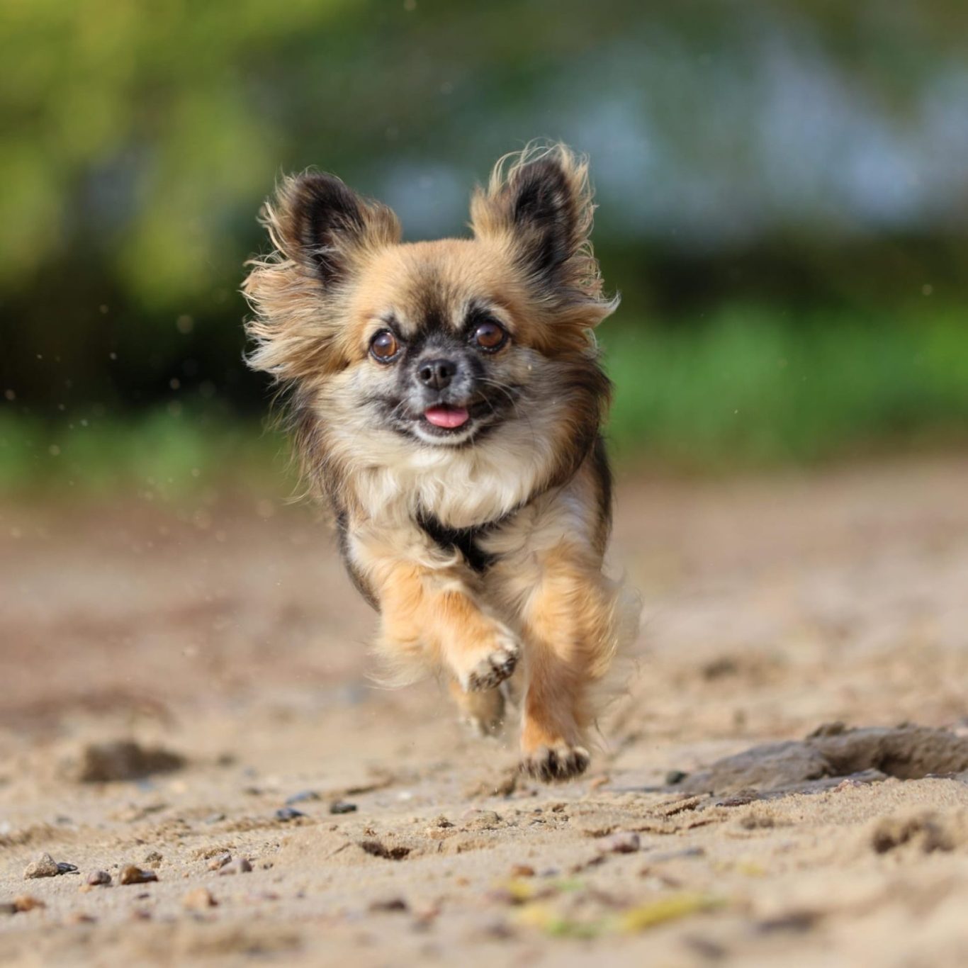 Hundeschule Hundetraining Einzel- und Gruppentraining Hundeführerschein Bergedorf Allermöhe Hamburg Preise und Termine