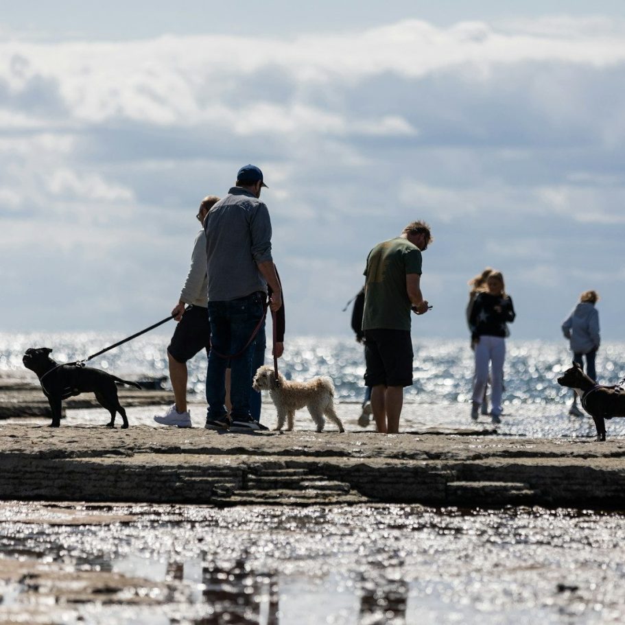 Socialwalk Trainingsspaziergang Hundegruppe Gruppenspaziergang Bergedorf Hundeschule Hundetraining Einzel- und Gruppentraining Hundeführerschein Bergedorf Allermöhe Hamburg Angebot