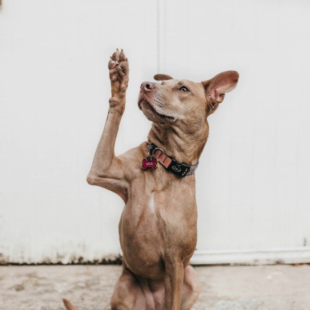 Hundeschule Hundetraining Einzel- und Gruppentraining Hundeführerschein Bergedorf Allermöhe Hamburg Preise und Termine