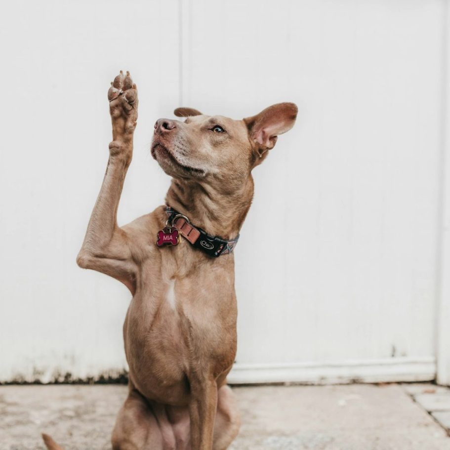 Einzeltraining Hundeschule Allermöhe Hundetraining Einzeltraining Gruppentraining Begleitung Unterstützung Bergedorf Allermöhe Hamburg