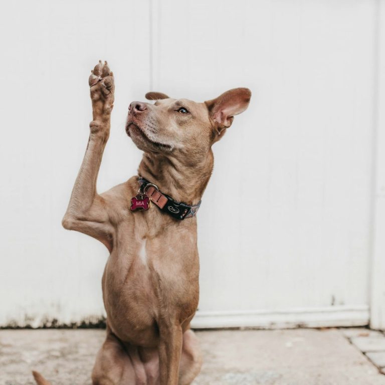 Hundetraining Einzeltraining Hundetraining Einzeltraining Welpen Junghunde Erwachsene