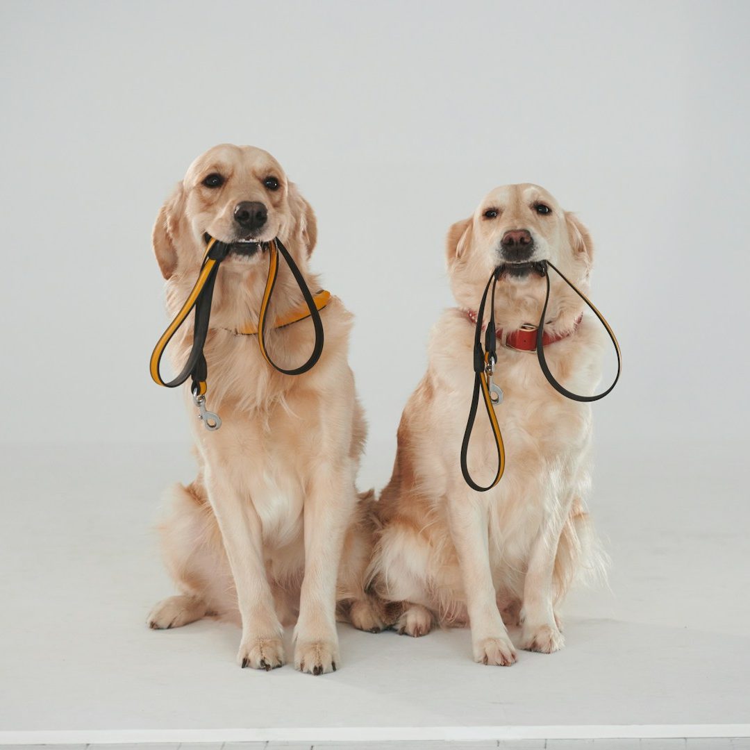 Hundeschule Hundetraining Einzel- und Gruppentraining Hundeführerschein Bergedorf Allermöhe Hamburg Preise und Termine
