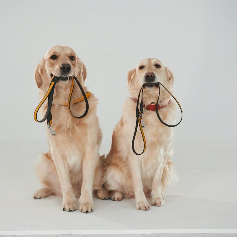 Leinenbefreiung Gehorsamsprüfung Hundeführerschein Bergedorf Hamburg Hundeschule Hundetraining