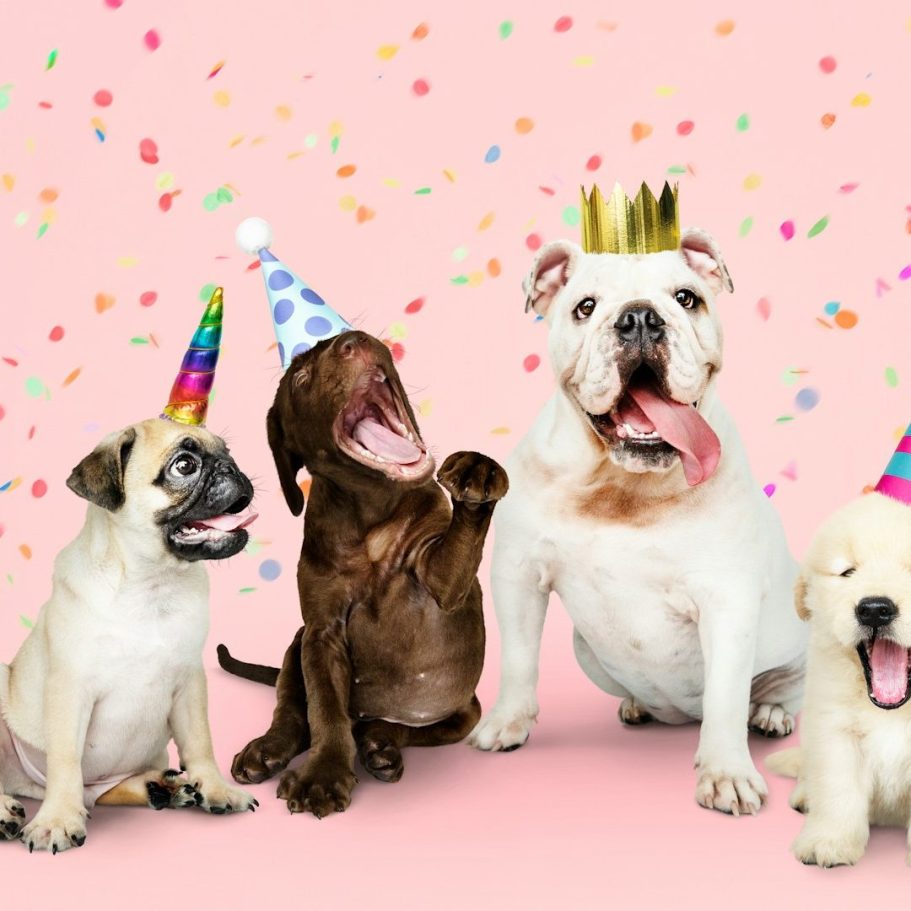 Junghundegruppe Junghundetraining Bergedorf Hamburg Hundeschule Hundetraining Einzel- und Gruppentraining Hundeführerschein Bergedorf Allermöhe Hamburg Angebot