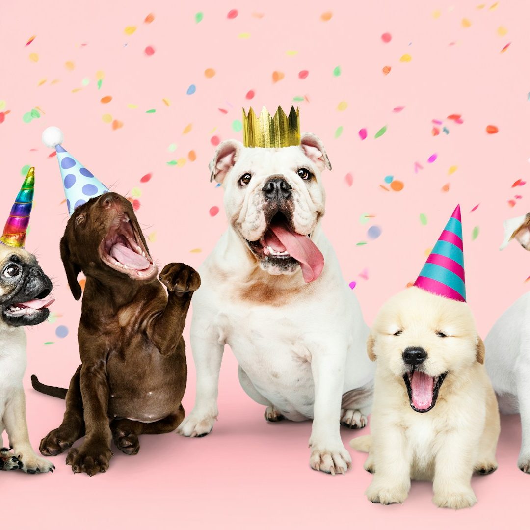 Hundeschule Hundetraining Einzel- und Gruppentraining Hundeführerschein Bergedorf Allermöhe Hamburg Preise und Termine