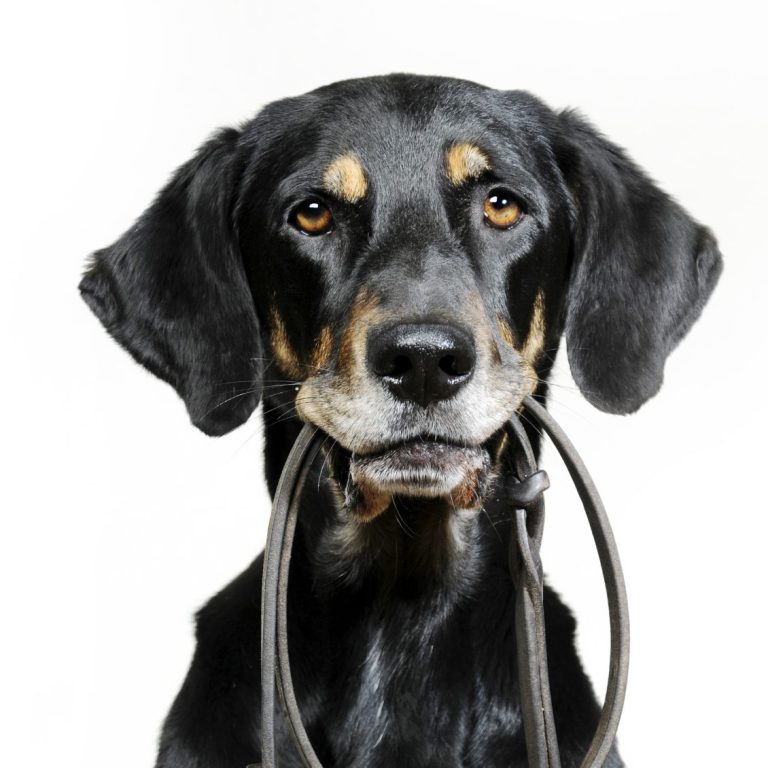 Leinenbefreiung Allermöhe Hamburg Hundetraining Hundeführerschein Gehorsamsprüfung
Bergedorf Hamburg