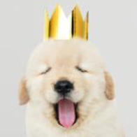 Welpentraining Hundeschule Allermöhe Hundetraining Einzeltraining Gruppentraining Welpen Welpentraining Begleitung Unterstützung Bergedorf Allermöhe Hamburg