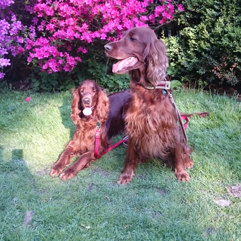 Hundetraining Hundeschule Einzel- und Gruppentraining Jagdhunde Hundeführerschein Bergedorf Allermöhe Hamburg