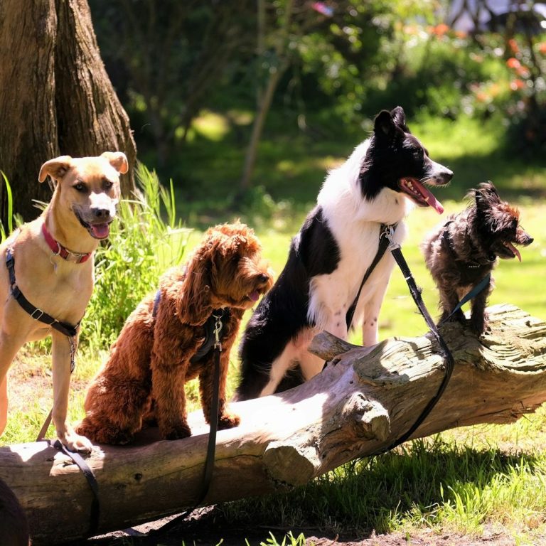 Hundetraining Gruppentraining Hundegruppen Hundetraining Fiffi-Fit
Gruppentraining
Welpen Junghunde Erwachsene Socialwalks
Bergedorf Allermöhe Hamburg