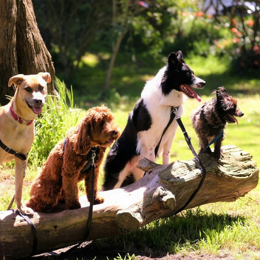 Hundegruppe Gruppentraining Allermöhe Hamburg Hundeschule Hundetraining Einzel- und Gruppentraining Hundeführerschein Bergedorf Allermöhe Hamburg Angebot