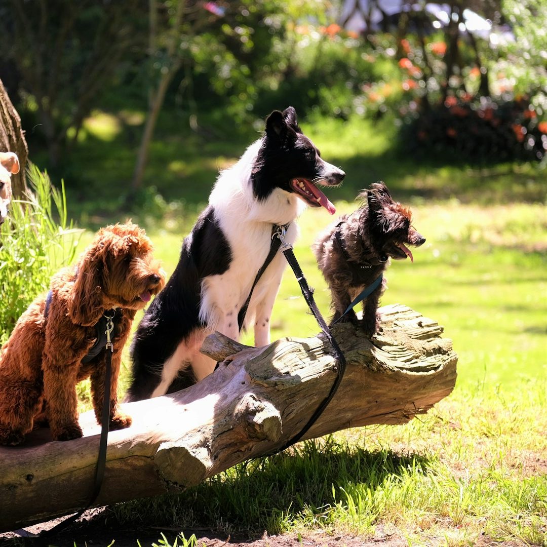 Hundeschule Hundetraining Einzel- und Gruppentraining Hundeführerschein Bergedorf Allermöhe Hamburg Preise und Termine
