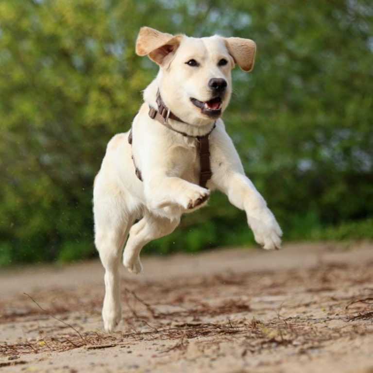 Labrador Retriever Hundetraining Hundeschule Fiffi-Fit Bergedorf Allermöhe Hamburg