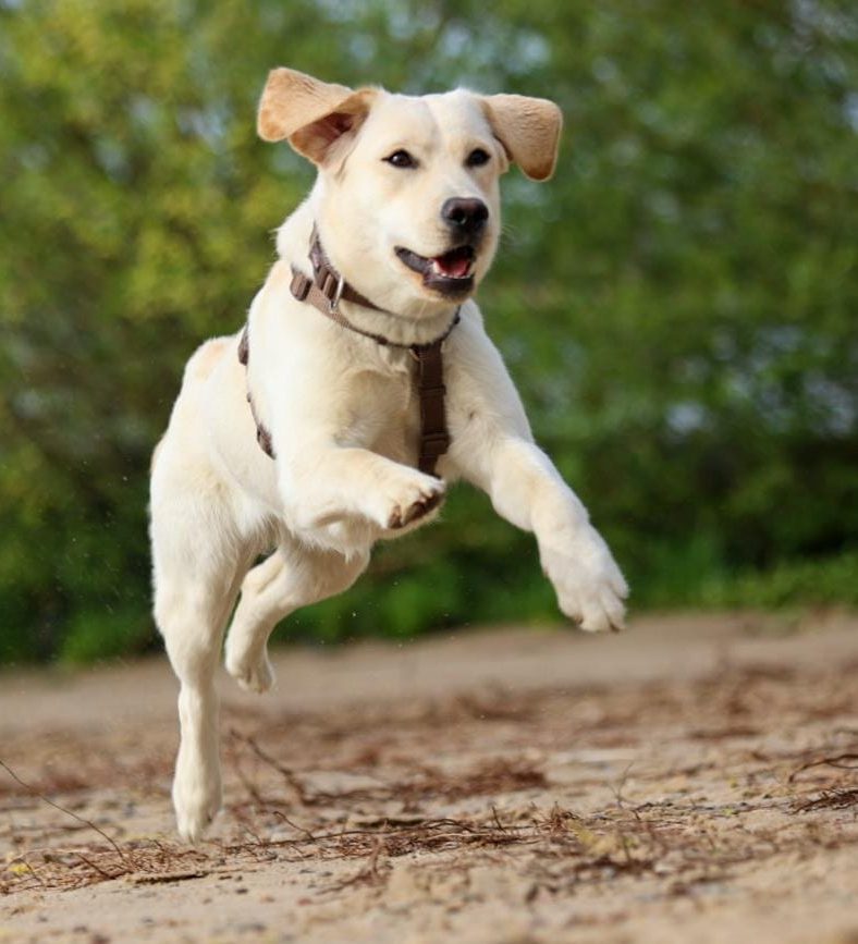 Angebot Labrador Retriever Hundeschule Hundetraining Hundeschule Hundetraining Einzel- und Gruppentraining Hundeführerschein Bergedorf Allermöhe Hamburg Angebot